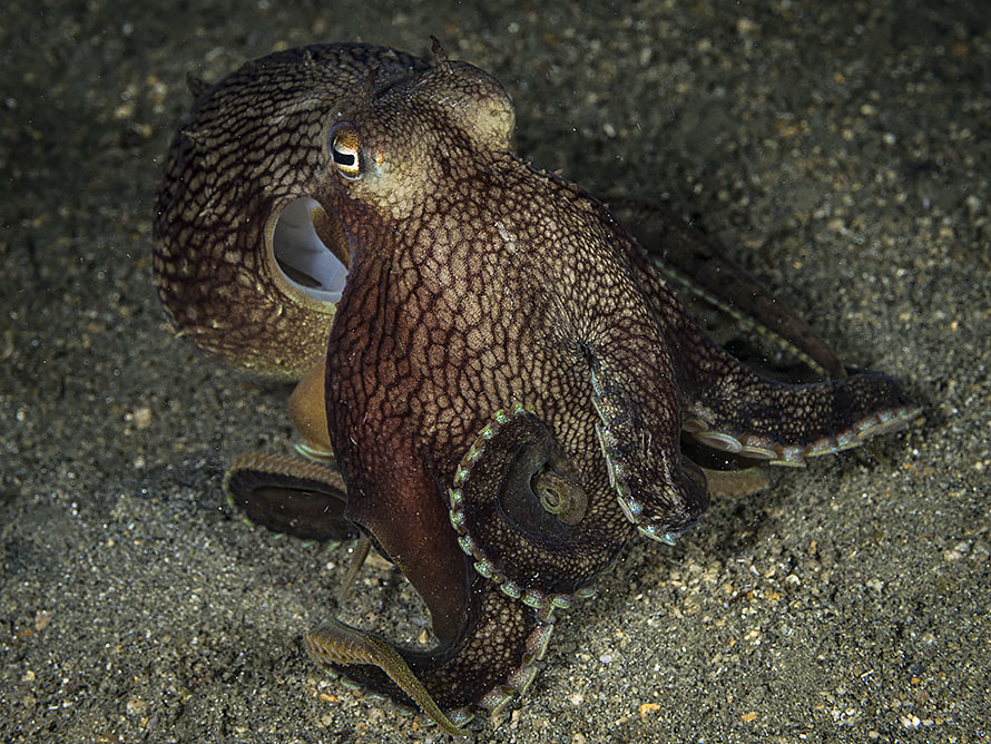 Amphioctopus marginatus